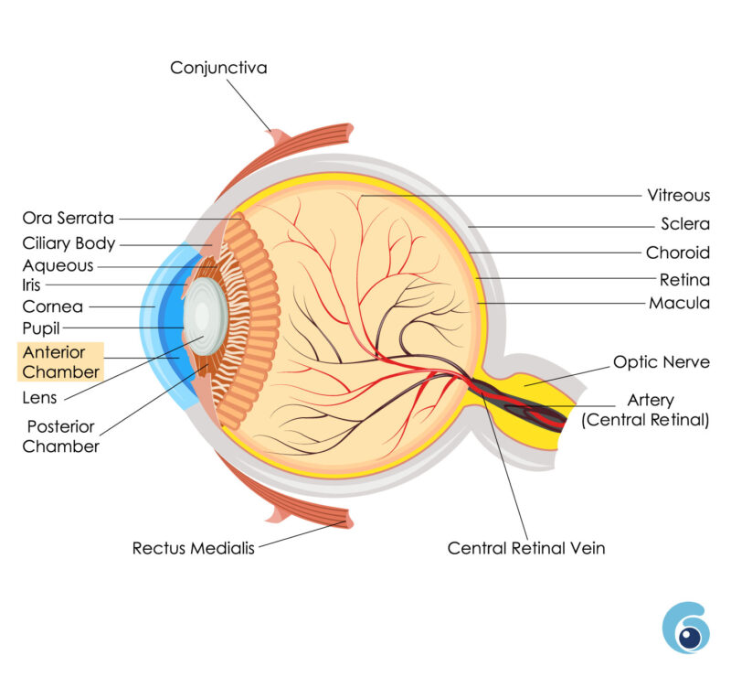Eye-care-guide-Human eye - Organ